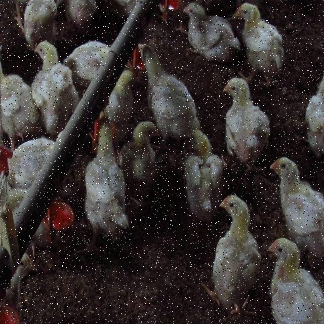 Dataset Image