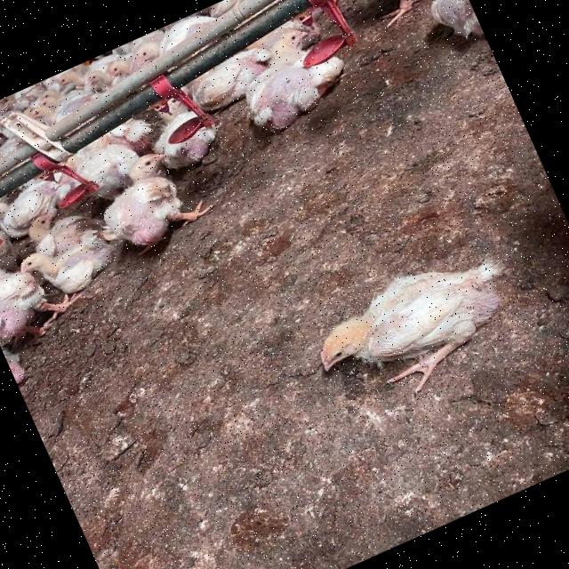 Dataset Image