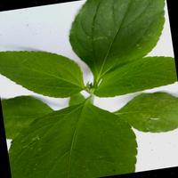 Dataset Image