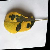 Dataset Image