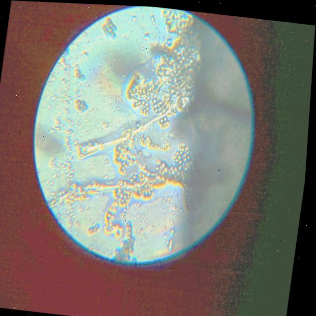 Dataset Image