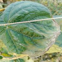 Dataset Image