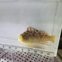 Dataset Image