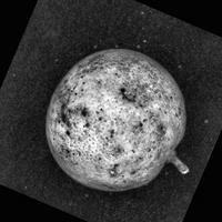 Dataset Image