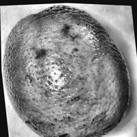 Dataset Image