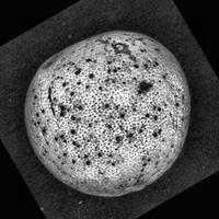 Dataset Image