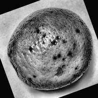 Dataset Image