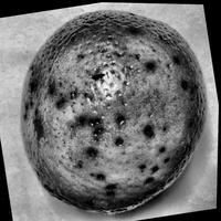 Dataset Image