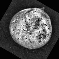 Dataset Image