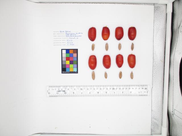 Dataset Image