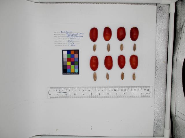 Dataset Image