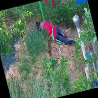Dataset Image