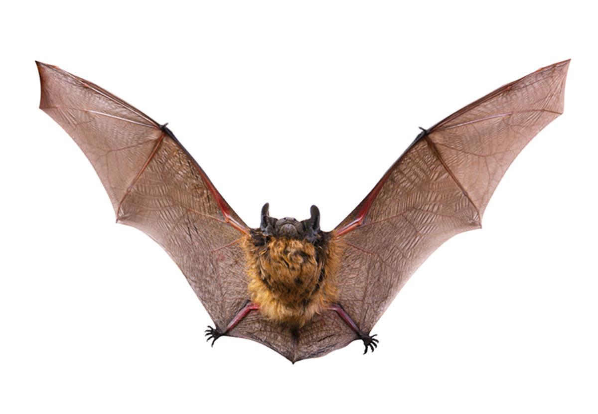 Bat Object Detection Model (v1, 2024-01-19 2:29pm) by Practicas ...