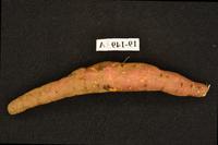 Dataset Image
