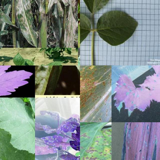 Dataset Image