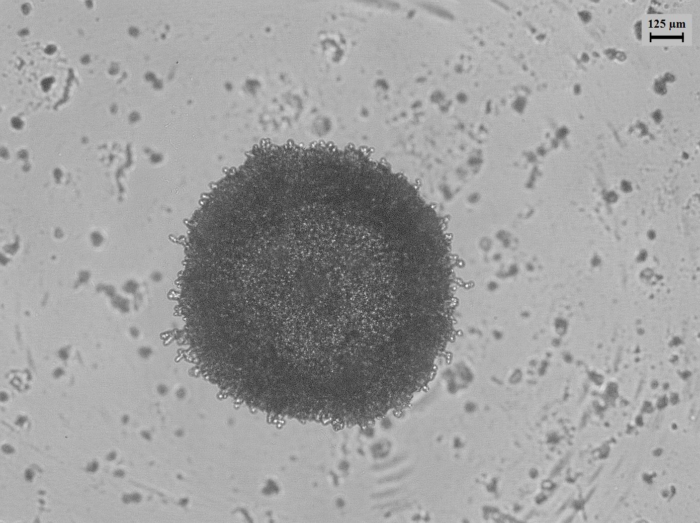 Dataset Image