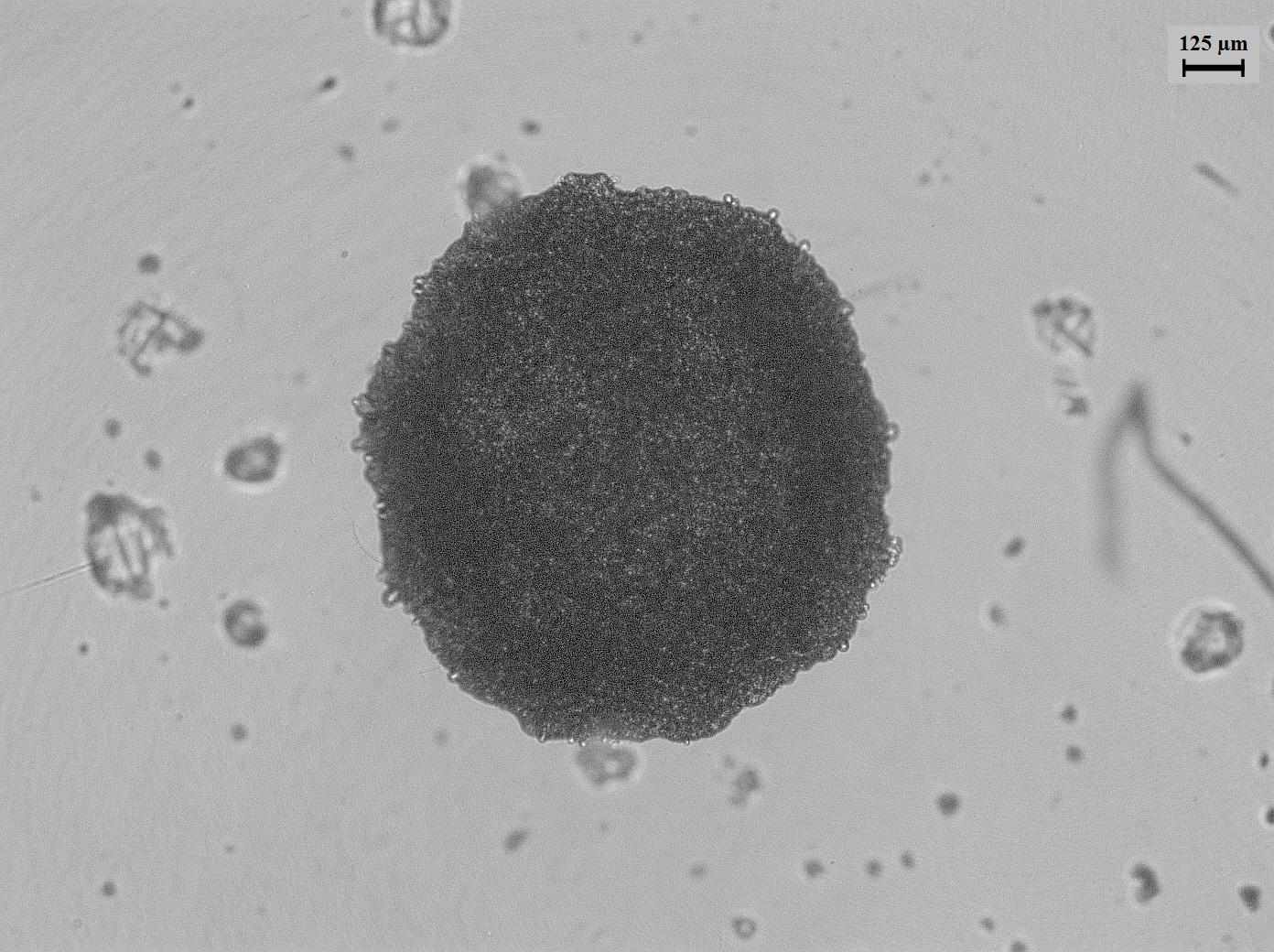 Dataset Image
