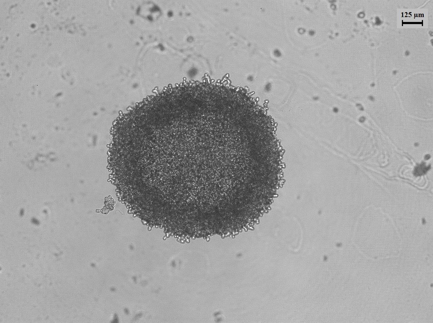 Dataset Image