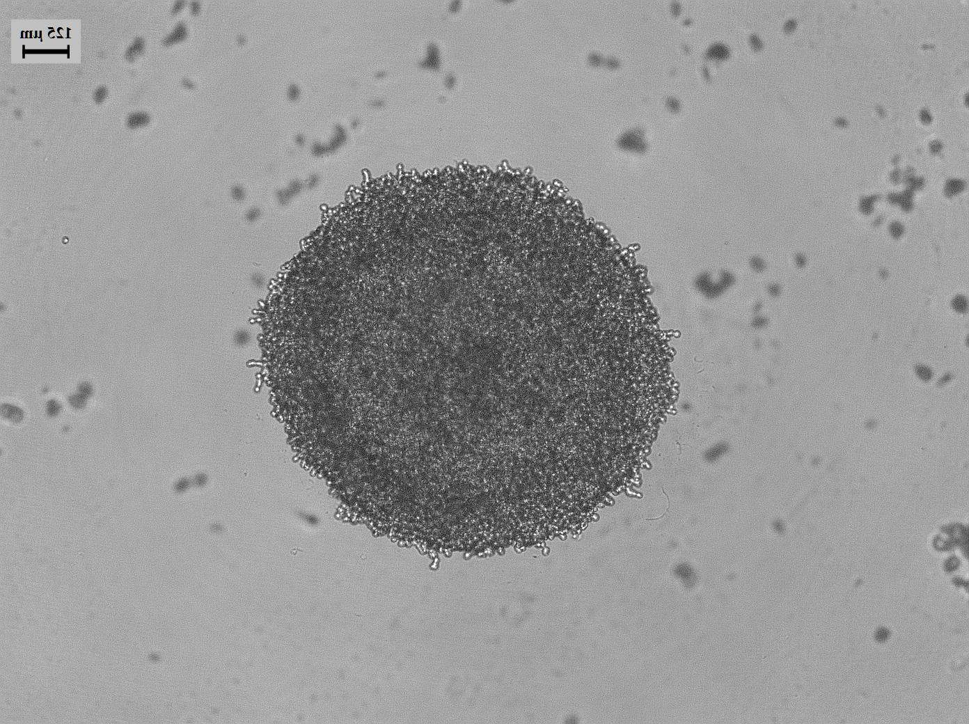Dataset Image