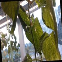 Dataset Image