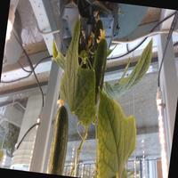 Dataset Image