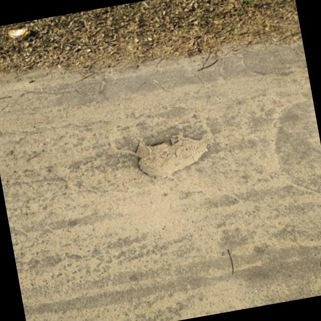 Dataset Image