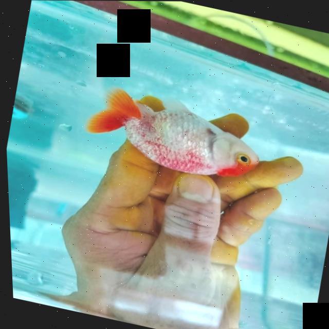 Dataset Image
