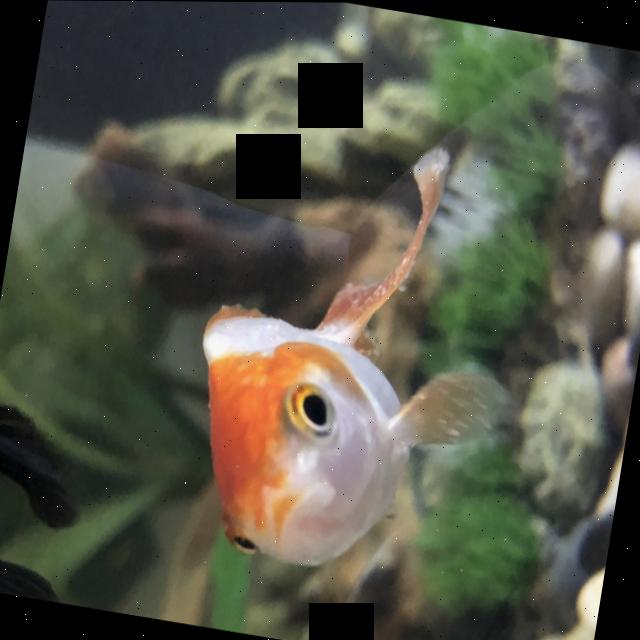 Dataset Image