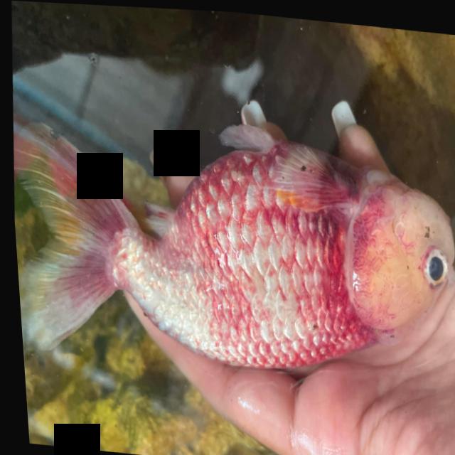 Dataset Image