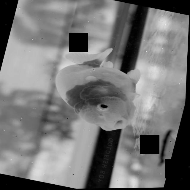Dataset Image