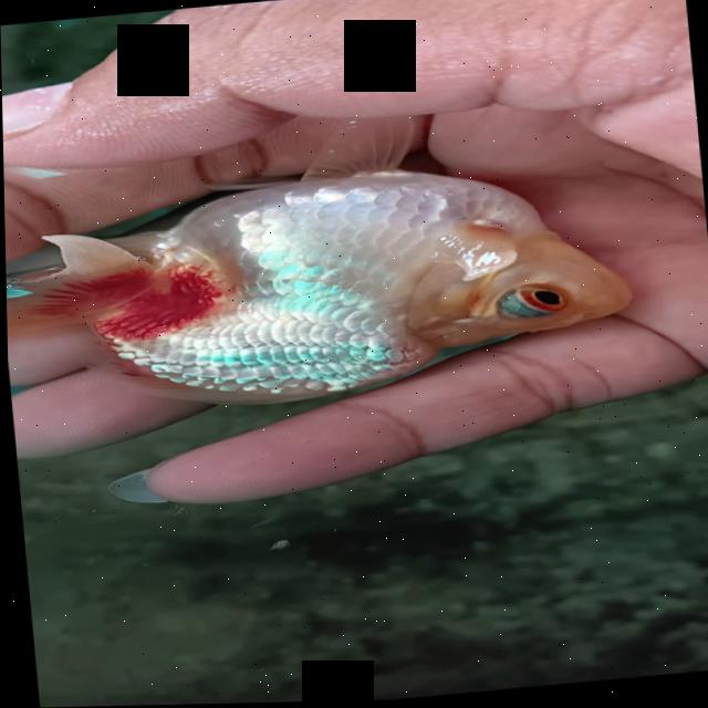 Dataset Image