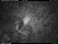 Dataset Image