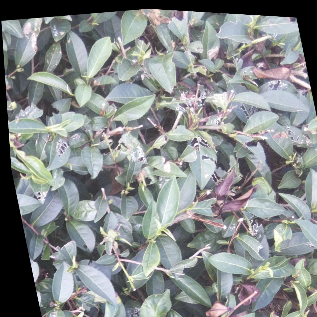 Dataset Image