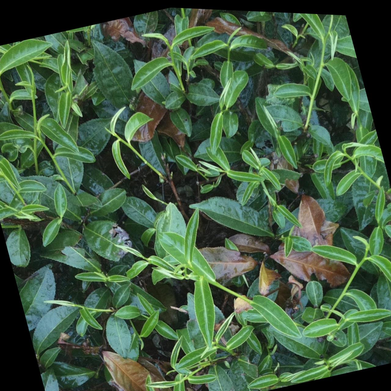 Dataset Image