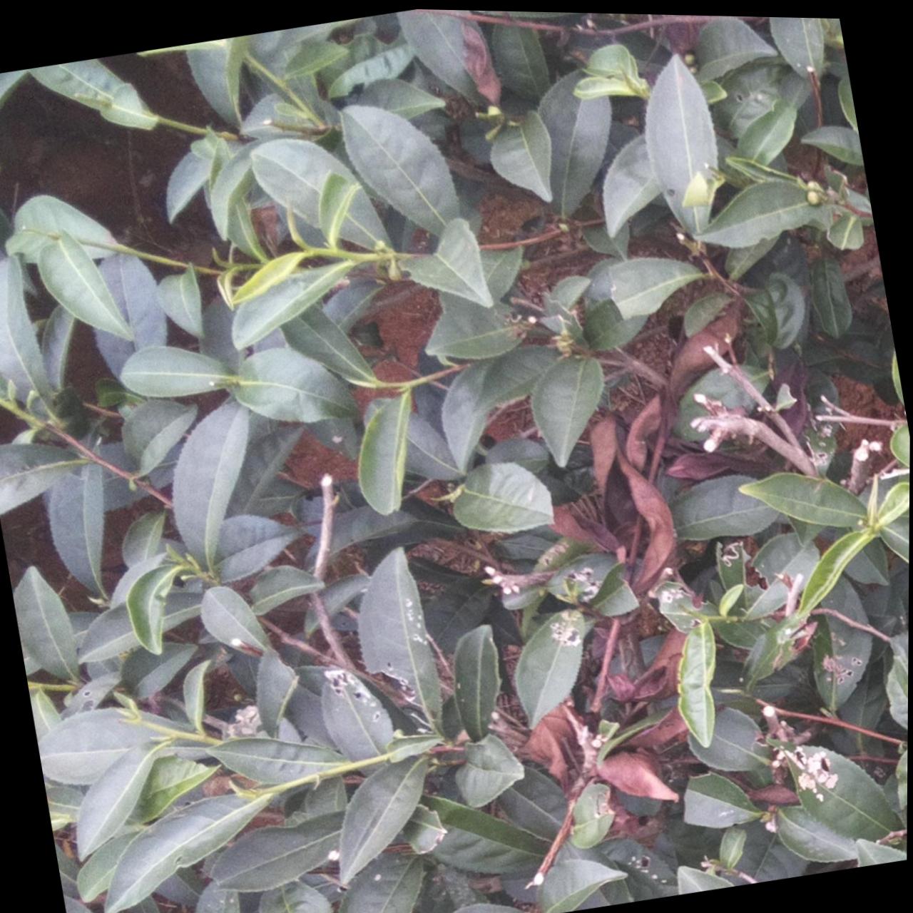 Dataset Image