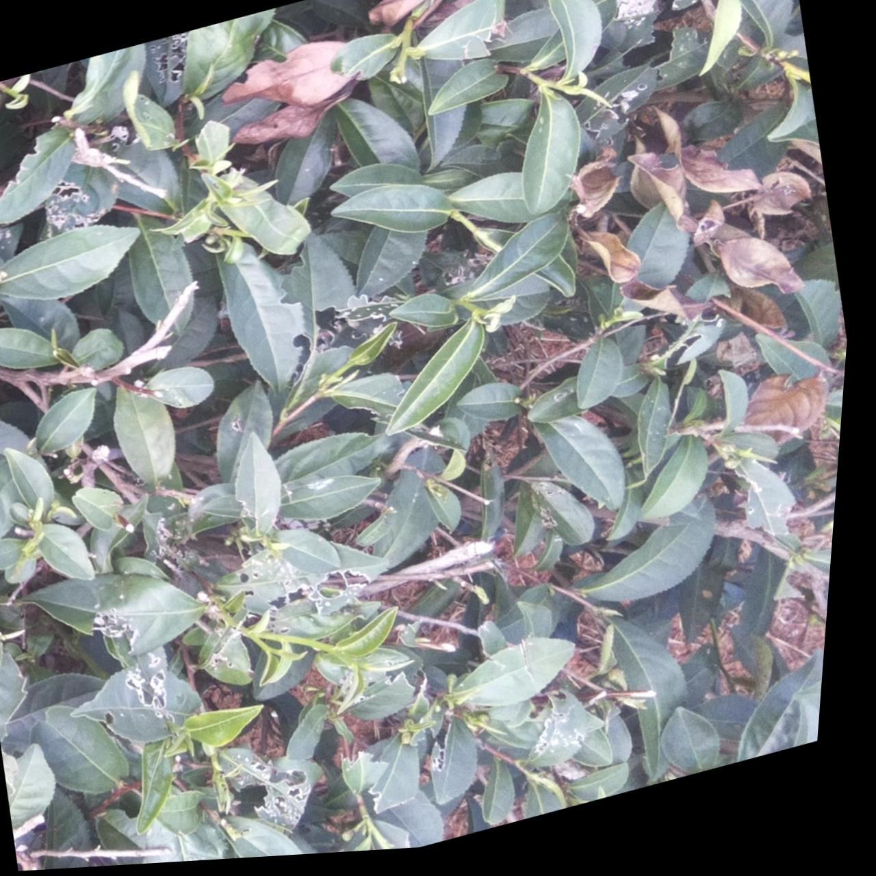 Dataset Image