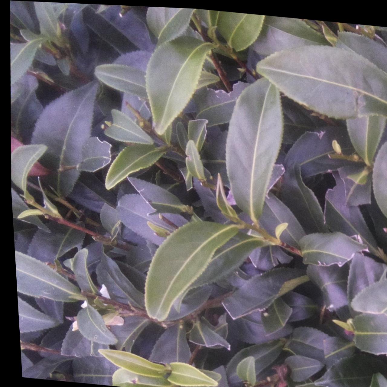 Dataset Image