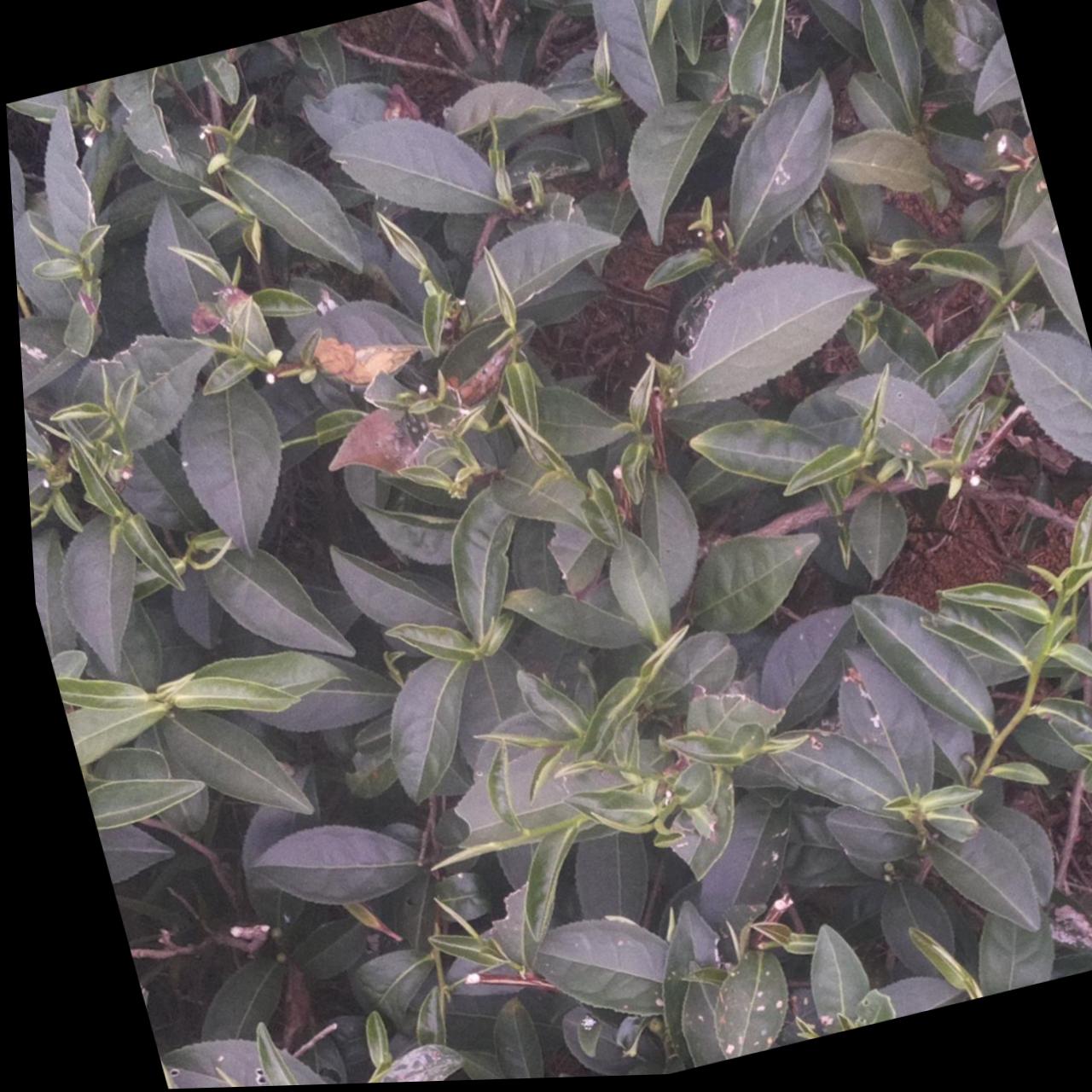 Dataset Image