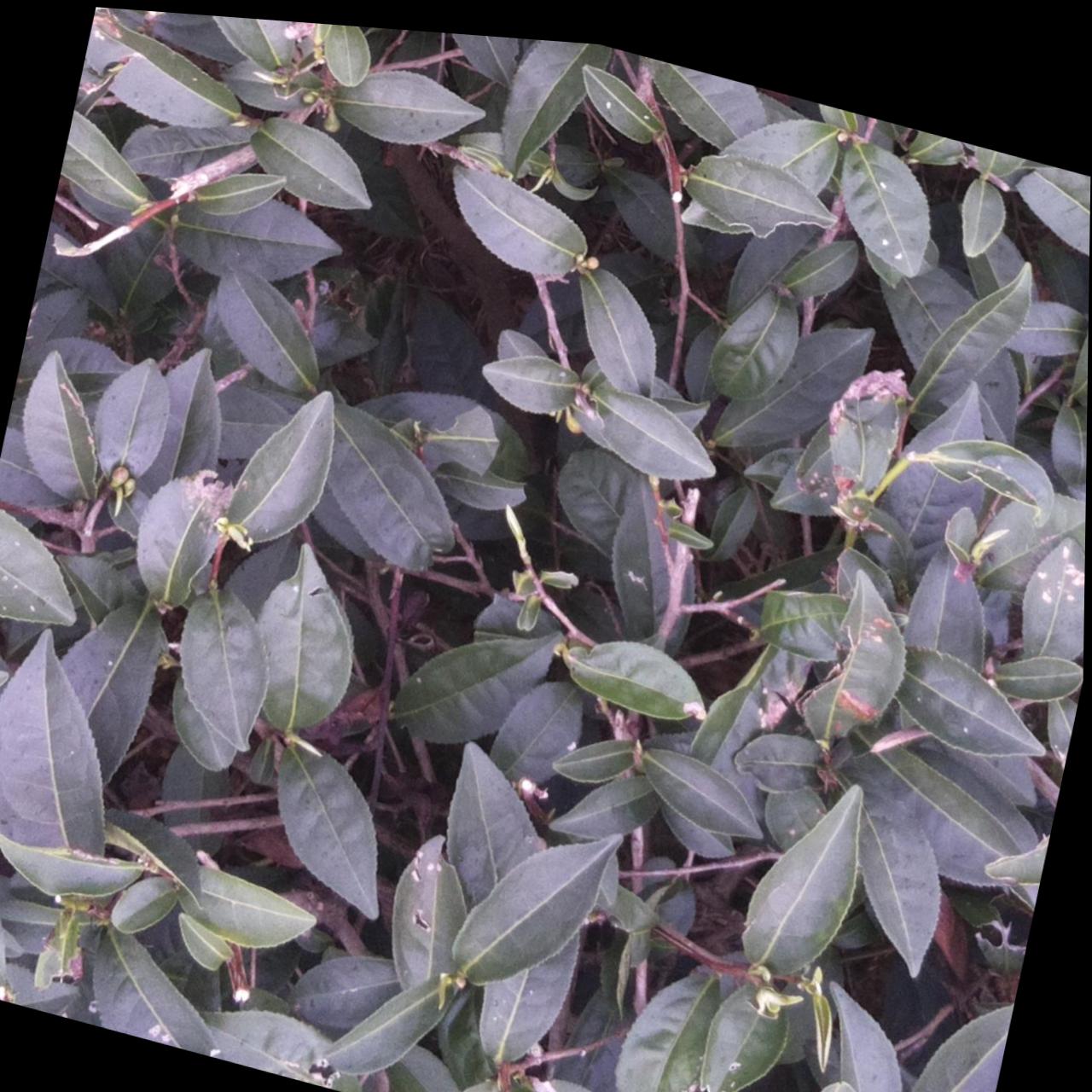 Dataset Image