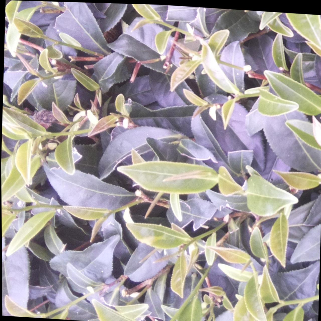 Dataset Image
