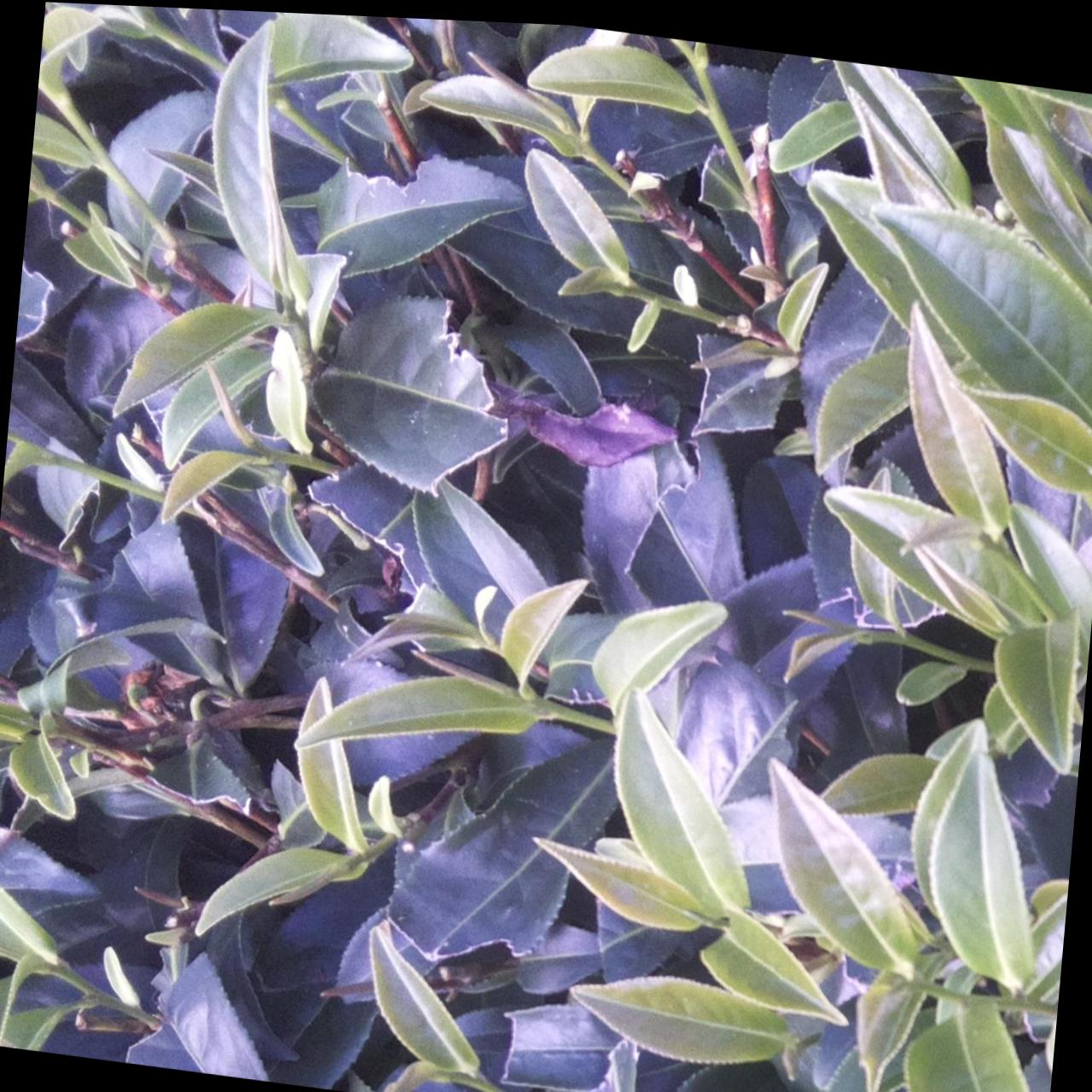 Dataset Image