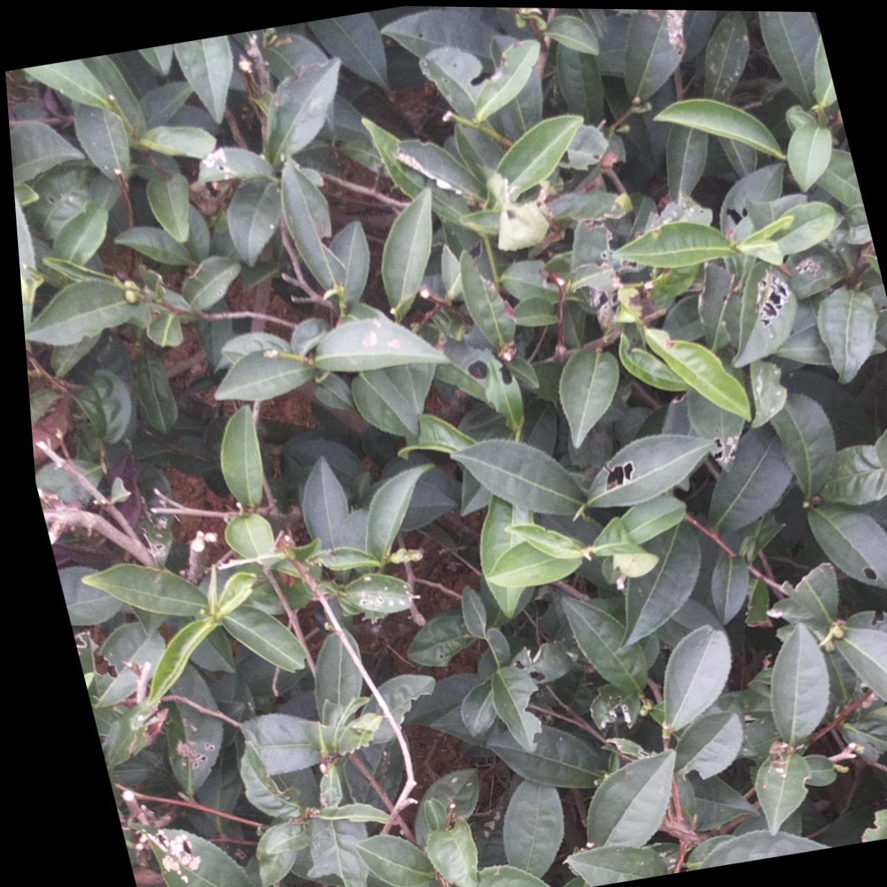 Dataset Image