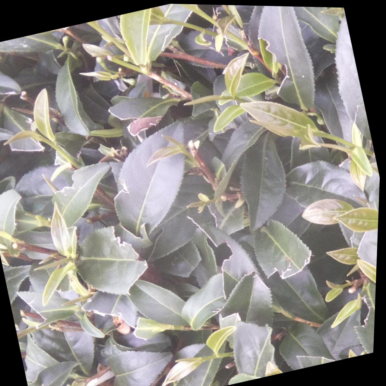 Dataset Image