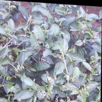 Dataset Image