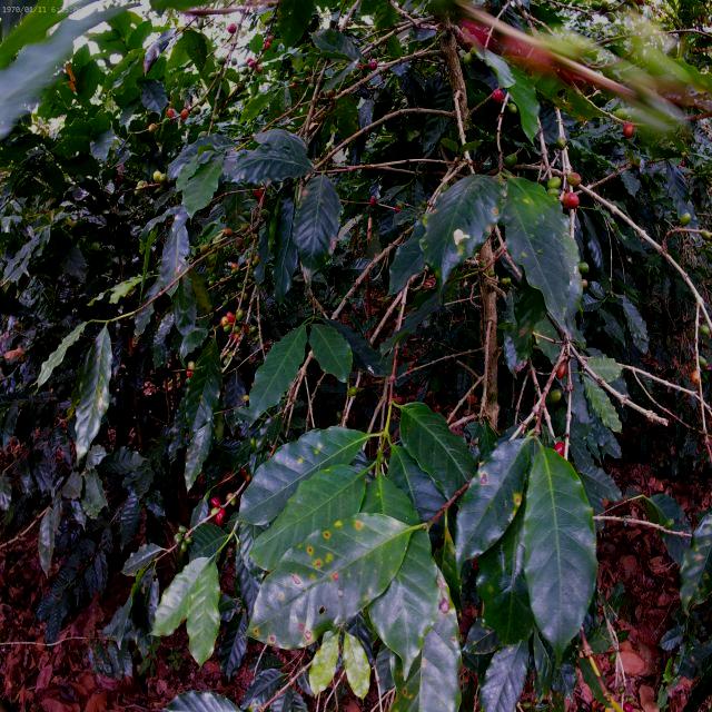Dataset Image
