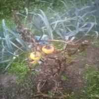 Dataset Image