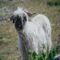 Dataset Image