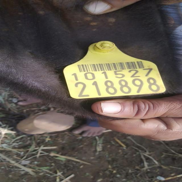 Dataset Image