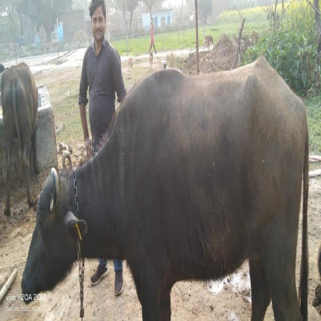 Dataset Image