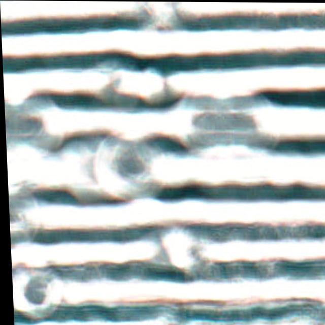 Dataset Image